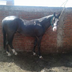 Meet your Posher, Ramon